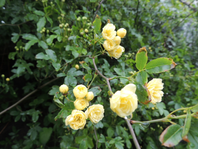 f:id:rotling:20120422124332j:image