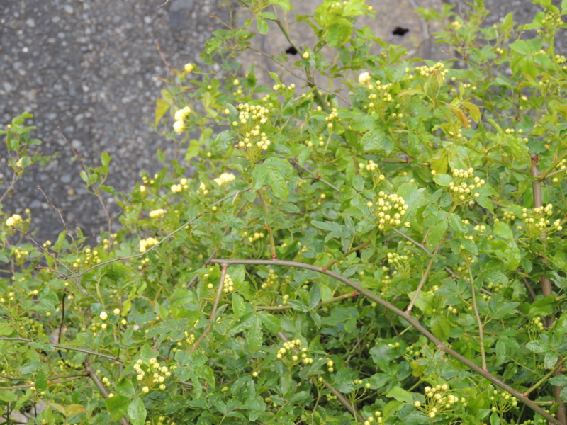 f:id:rotling:20120422125615j:image