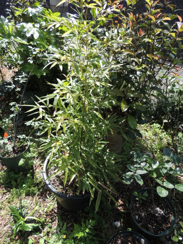 f:id:rotling:20120427094616j:image