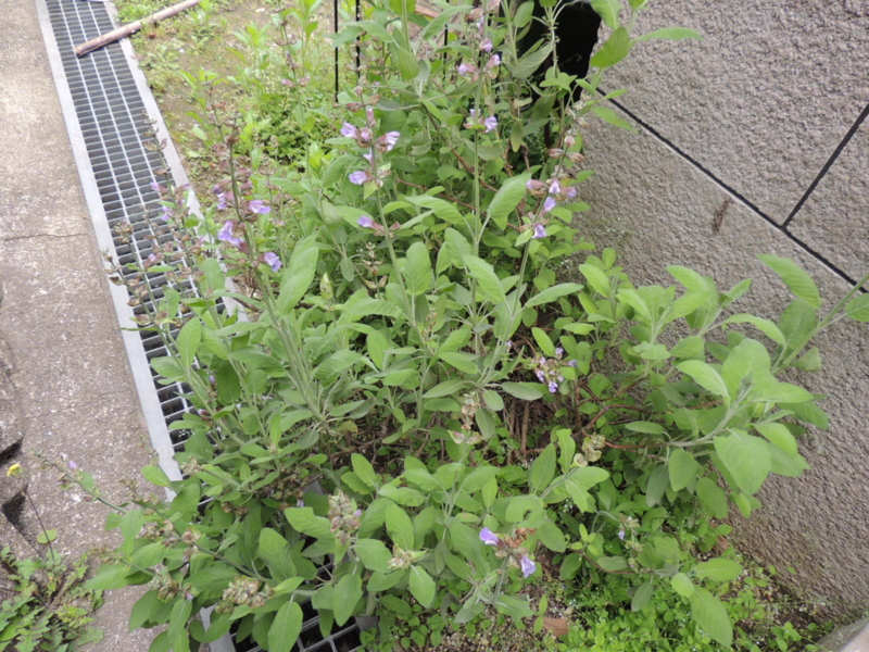 f:id:rotling:20120507101539j:image