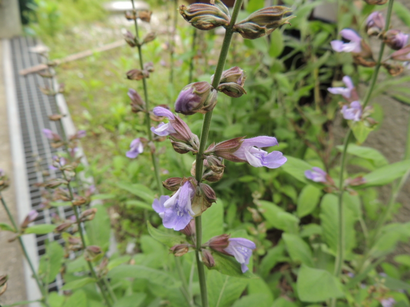 f:id:rotling:20120507101542j:image