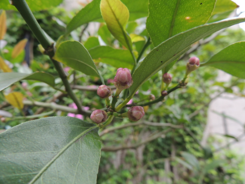 f:id:rotling:20120507101647j:image