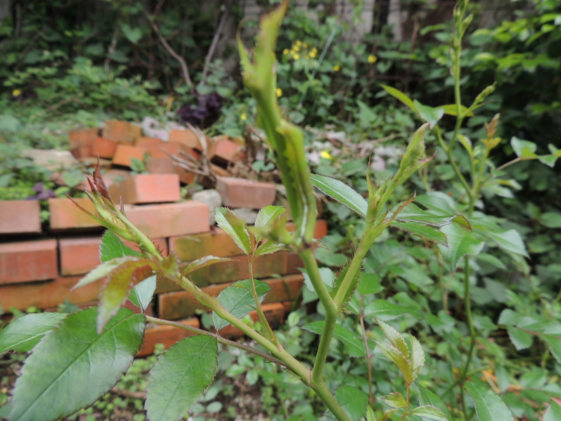 f:id:rotling:20120507101658j:image