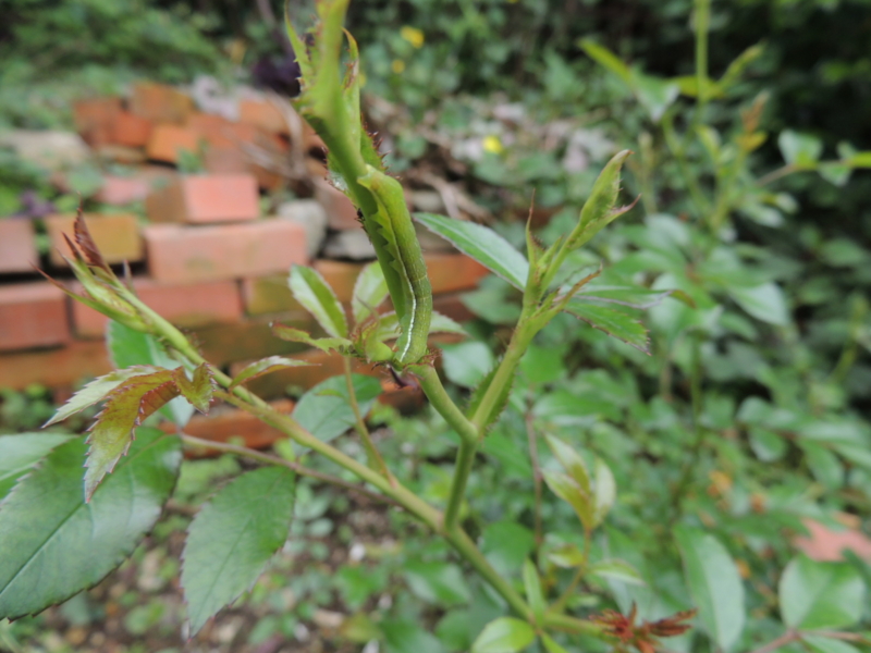 f:id:rotling:20120507101702j:image