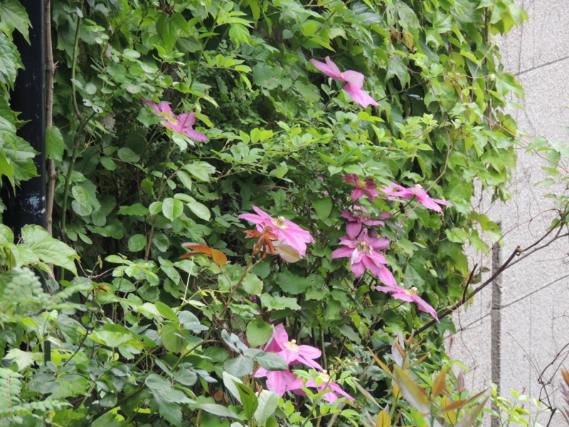 f:id:rotling:20120507103705j:image