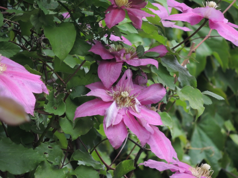 f:id:rotling:20120507103712j:image