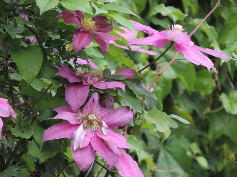 f:id:rotling:20120507103719j:image