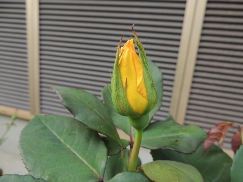 20120507162124