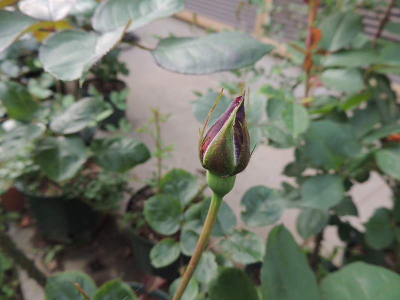 f:id:rotling:20120507162205j:image