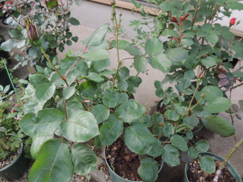 f:id:rotling:20120507162213j:image