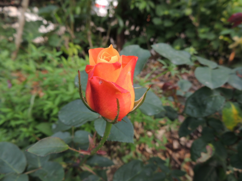 f:id:rotling:20120507162239j:image