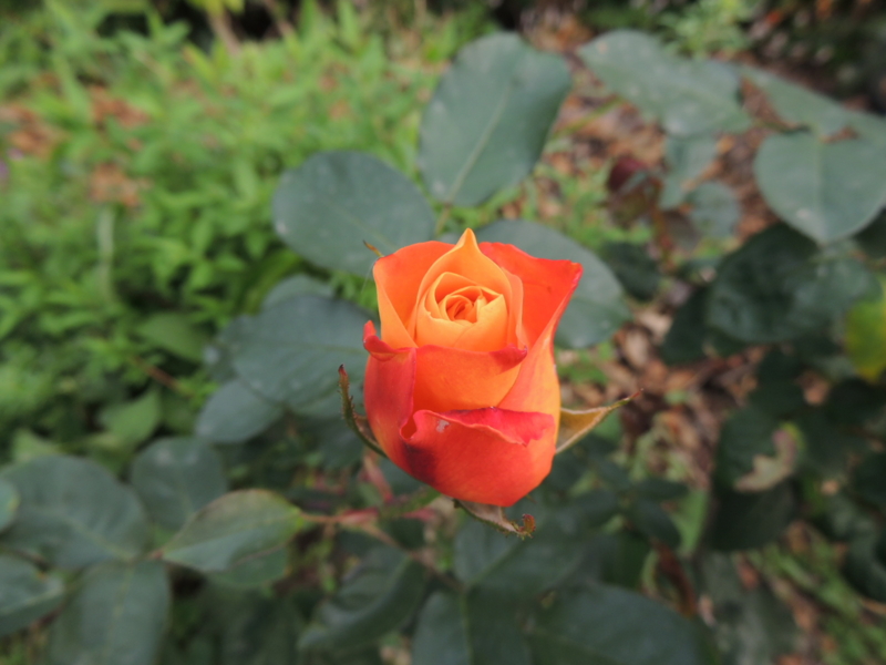 f:id:rotling:20120507162256j:image