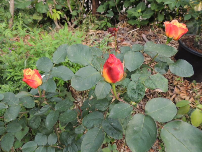 f:id:rotling:20120507162304j:image