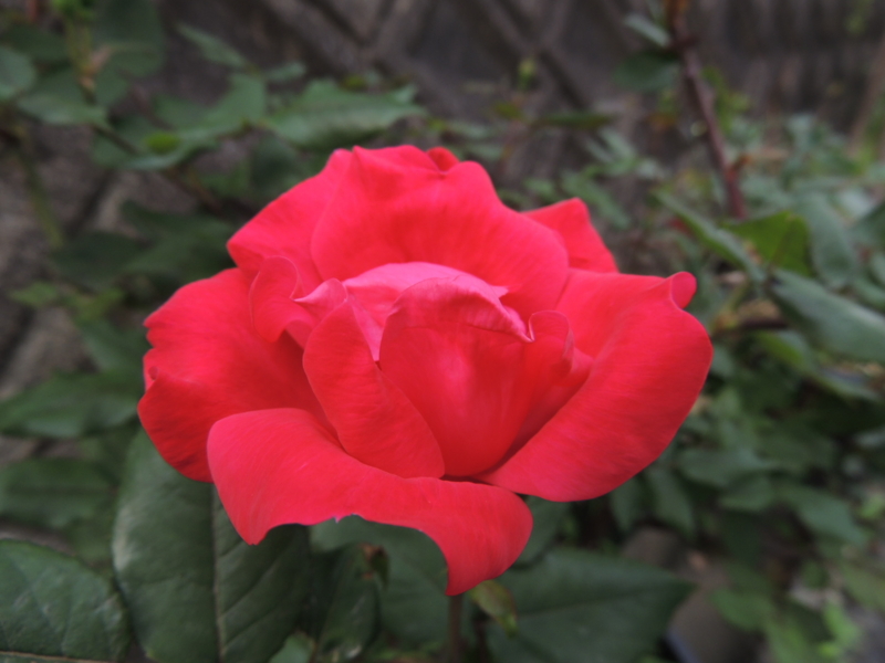 f:id:rotling:20120508084548j:image f:id:rotling:20120508084548j:image