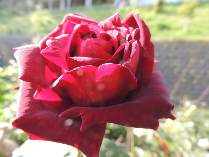 f:id:rotling:20120509081019j:image