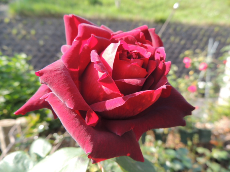 f:id:rotling:20120509081029j:image