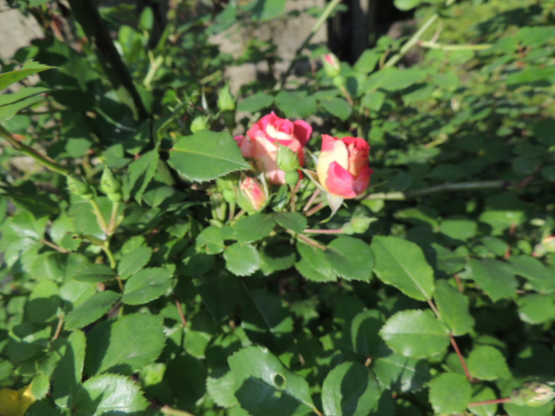 f:id:rotling:20120509081124j:image