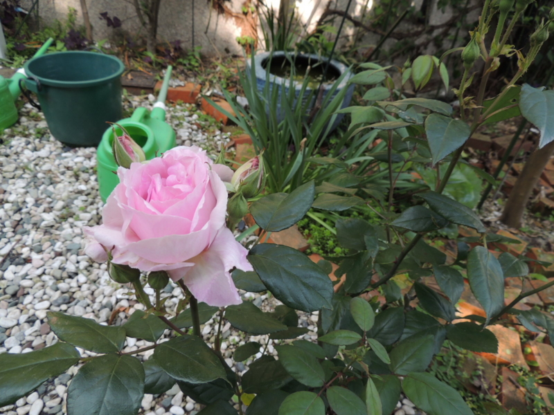 f:id:rotling:20120509084835j:image