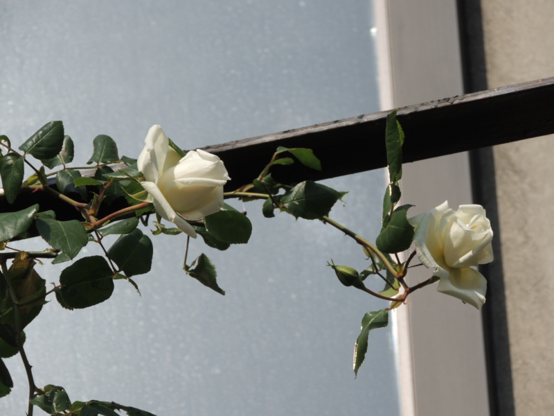 20120509084858