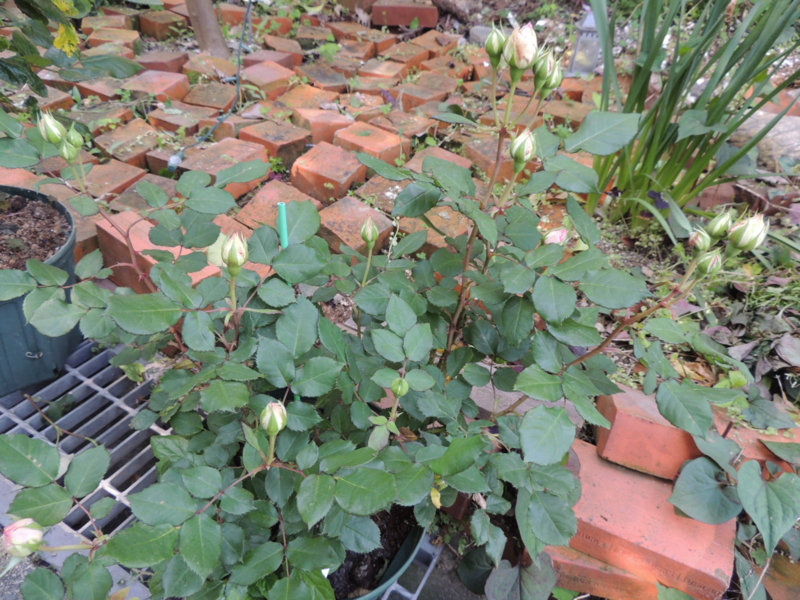 f:id:rotling:20120509084913j:image