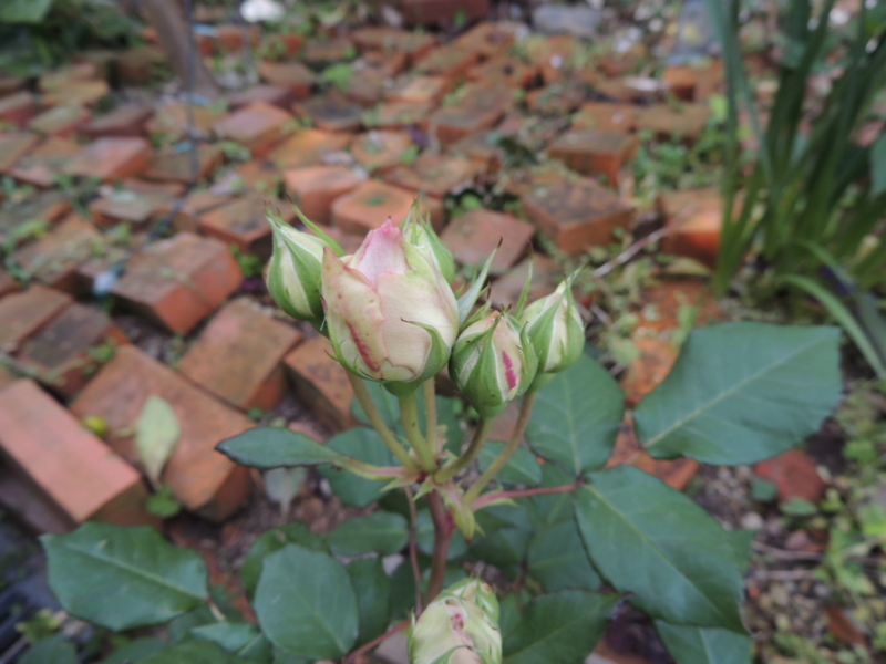 f:id:rotling:20120509084916j:image