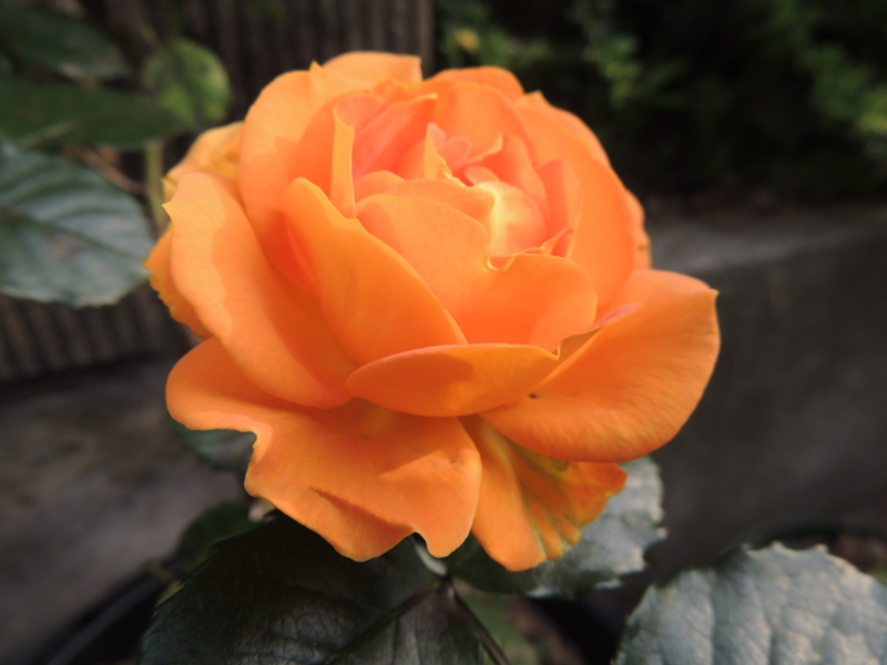 f:id:rotling:20120513074216j:image