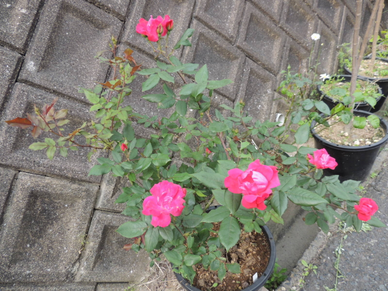 f:id:rotling:20120513074447j:image