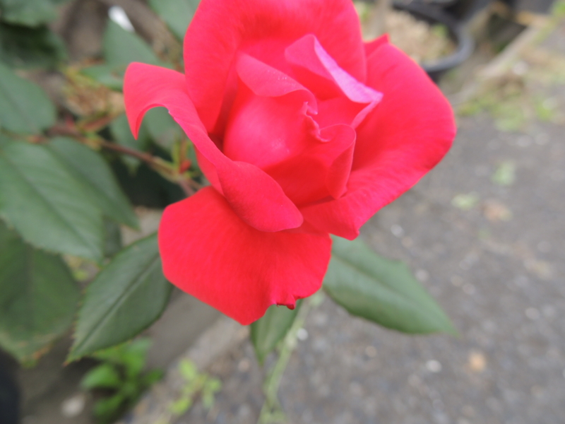 f:id:rotling:20120513074452j:image