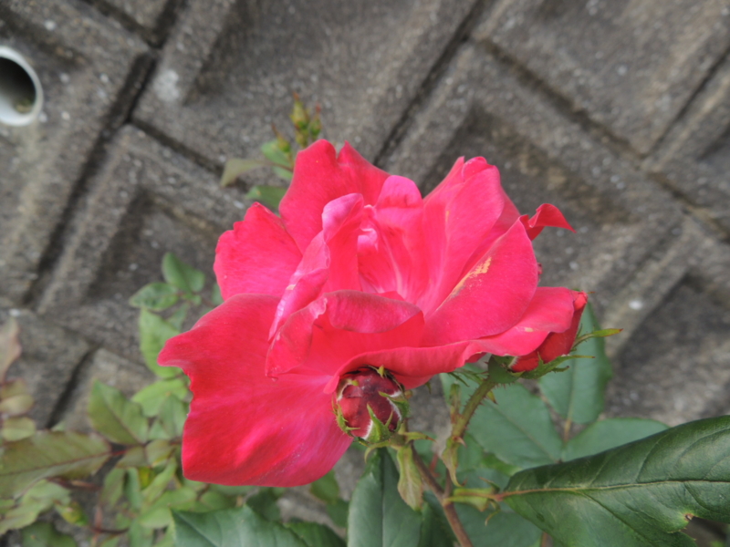 f:id:rotling:20120513074455j:image