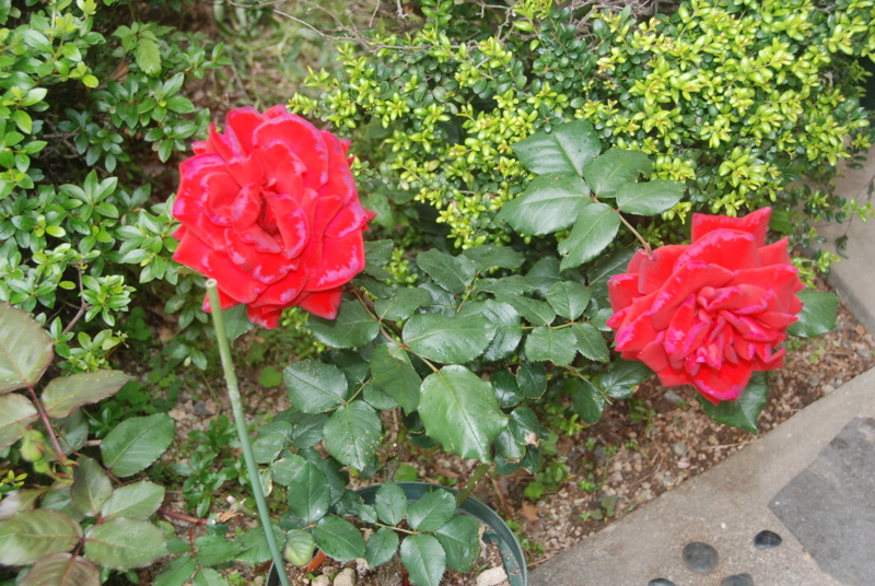 f:id:rotling:20120514091447j:image