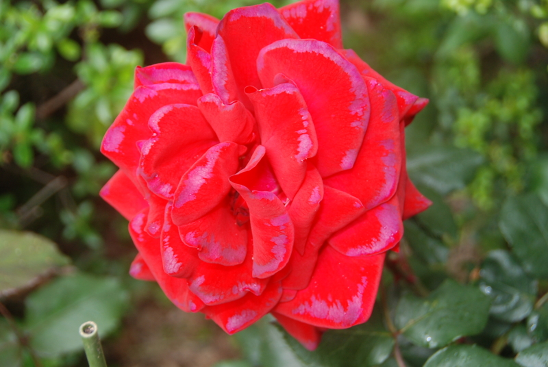 f:id:rotling:20120514091450j:image