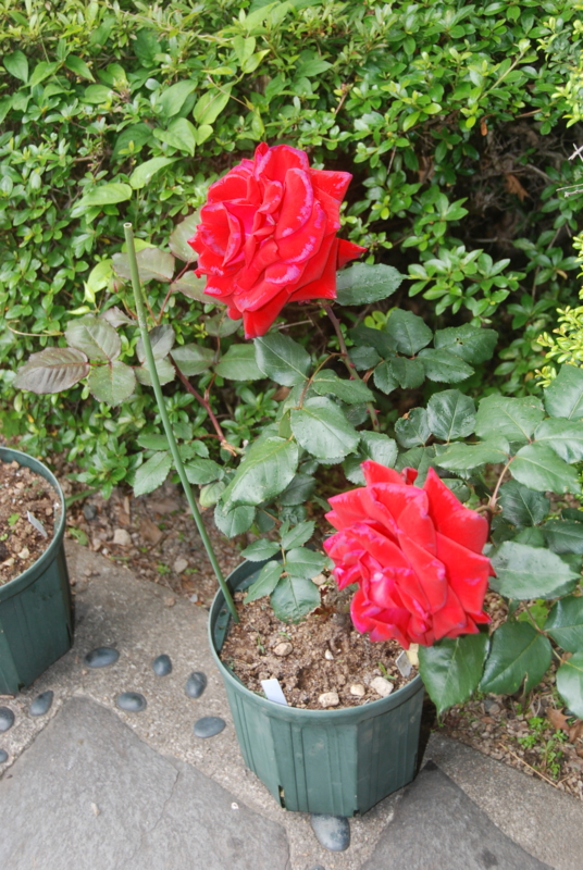 f:id:rotling:20120514091456j:image