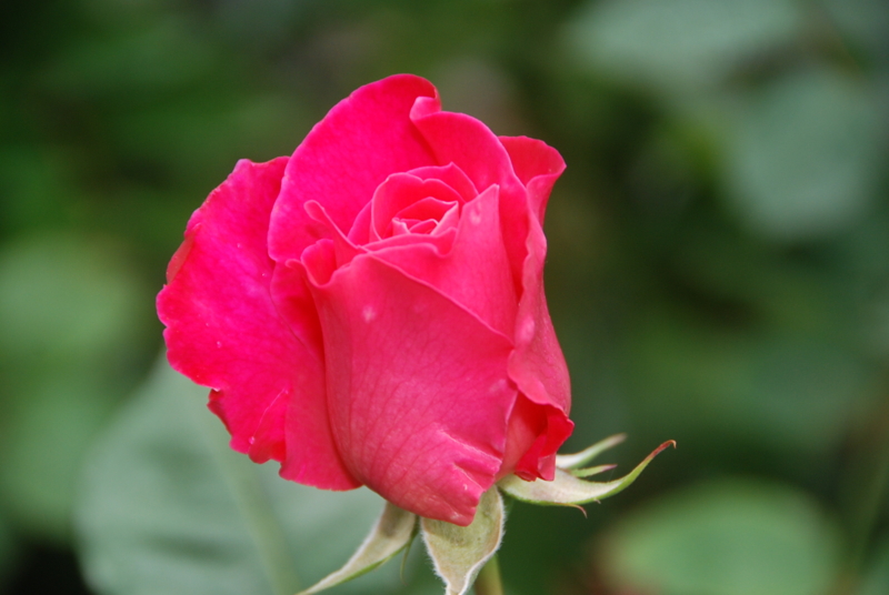 f:id:rotling:20120514091657j:image