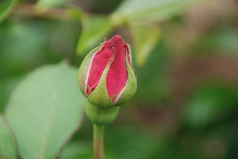 f:id:rotling:20120514091701j:image