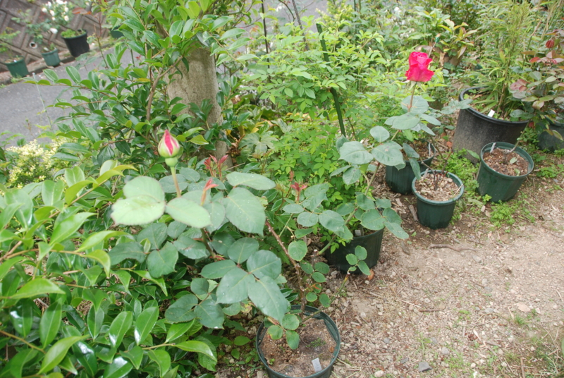 f:id:rotling:20120514091704j:image