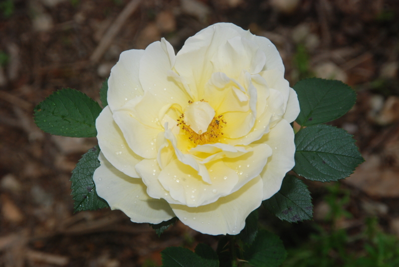 f:id:rotling:20120514091803j:image