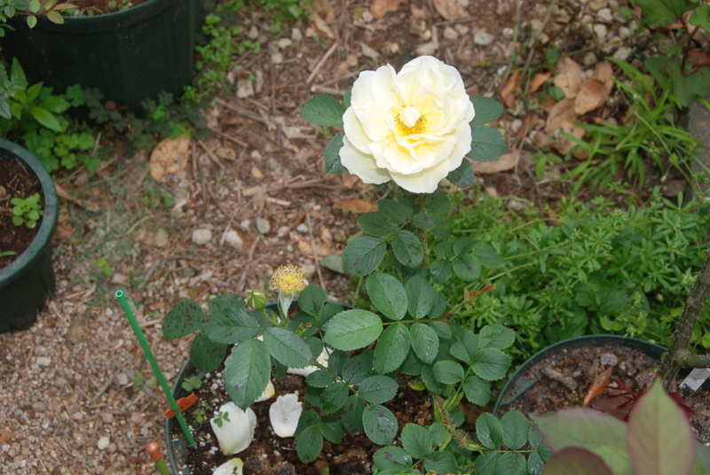 f:id:rotling:20120514091808j:image