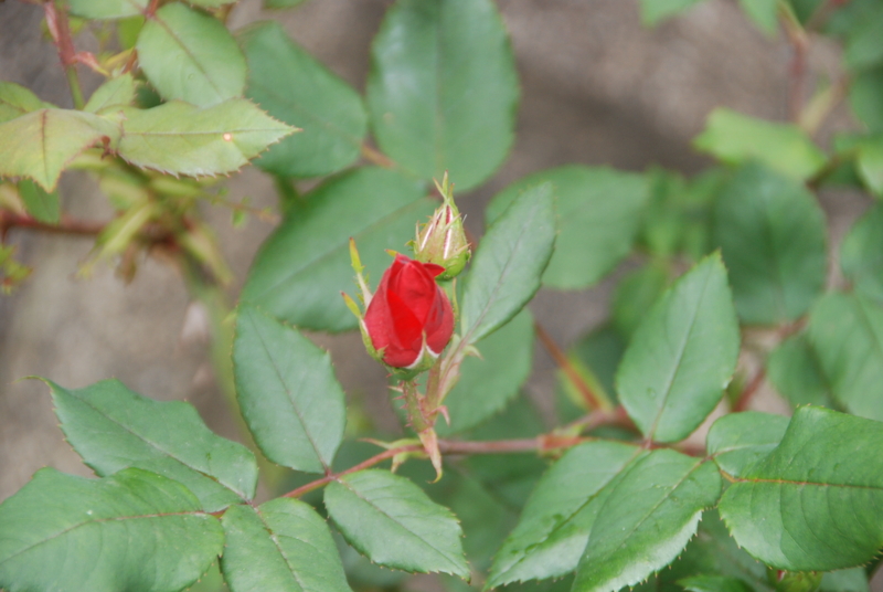 f:id:rotling:20120514093543j:image