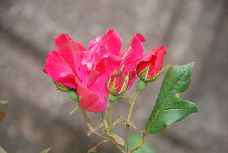 f:id:rotling:20120514093545j:image