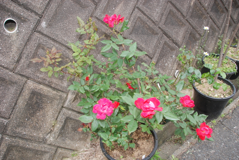 f:id:rotling:20120514093548j:image