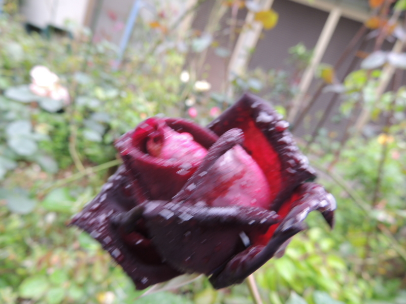 ボンニュイ