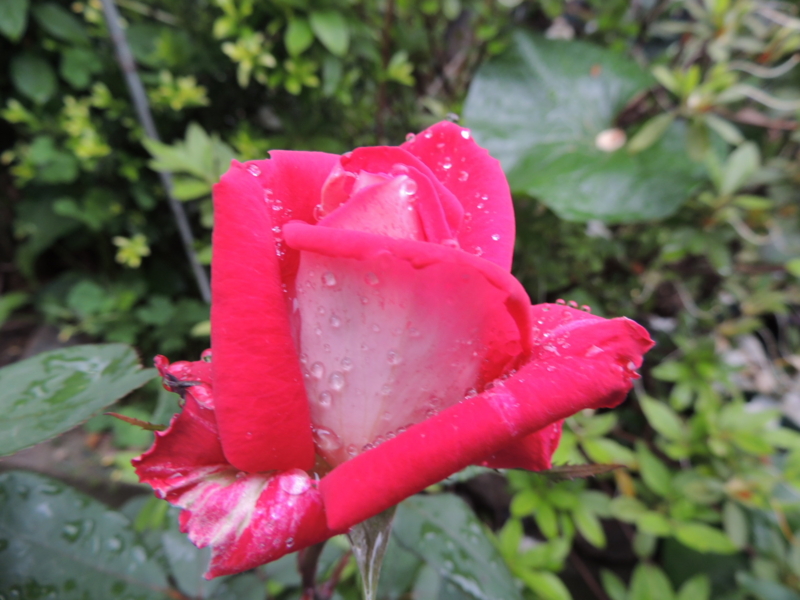 f:id:rotling:20120515133755j:image