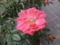 花見川