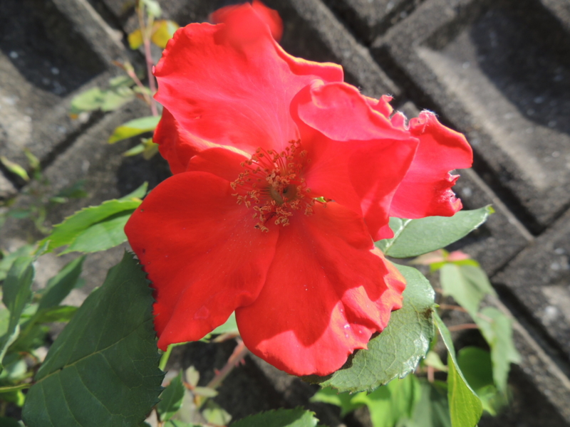 f:id:rotling:20120516142222j:image