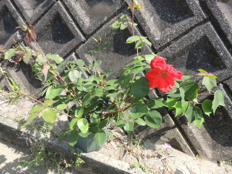 f:id:rotling:20120516142226j:image