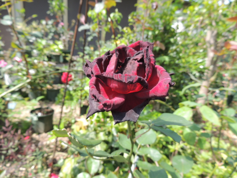 f:id:rotling:20120516142728j:image