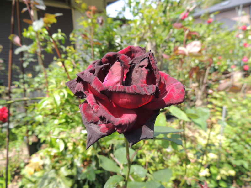 f:id:rotling:20120516142734j:image