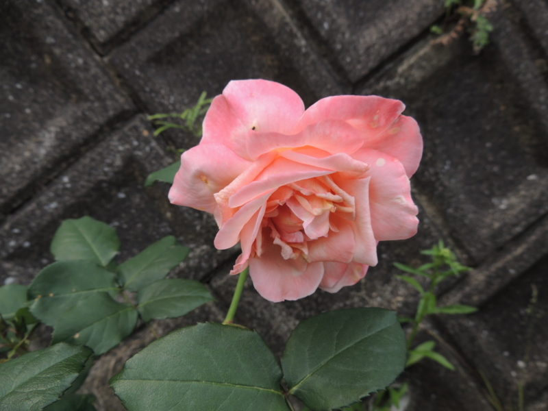 f:id:rotling:20120517085652j:image