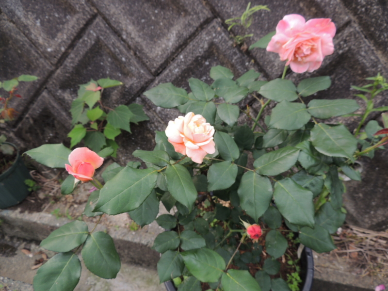 f:id:rotling:20120517085656j:image