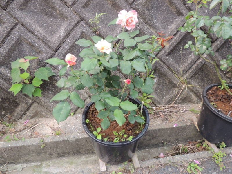 f:id:rotling:20120517085700j:image